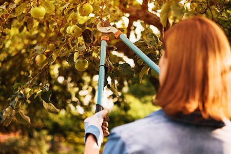 Person schneidet Äste mit Astschere